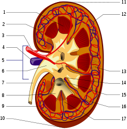 250px-kidneystructures_piom_svg