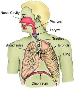 respiratory4